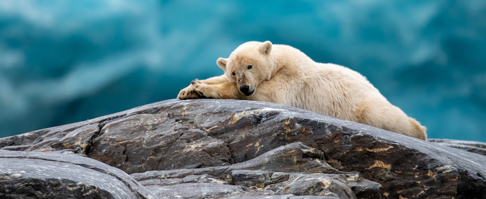 Expedition im Reich der Eisb&auml;ren