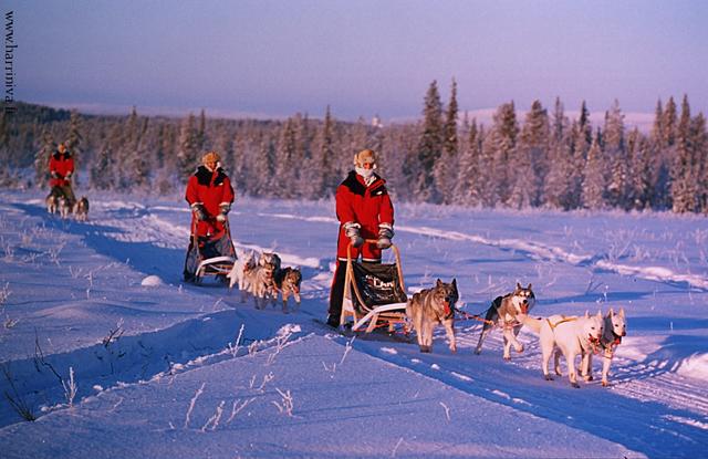 Hundeschlittentour in West Lappland Harriniva